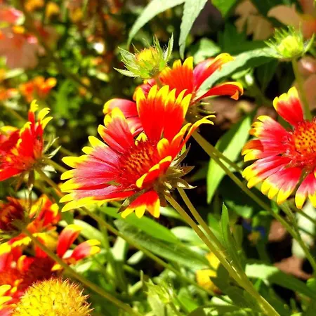 Blue Marine - Menada * Слънчев бряг